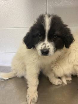 Qwyn Quenton -  Great Pyrenees and Mixed Breed Dog for Adoption in Spruce Pine, North Carolina - Qwyn Quenton | PetCurious