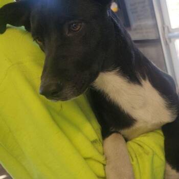 July/socks -  Labrador Retriever Dog for Adoption in Kingman, Arizona - July/socks | PetCurious