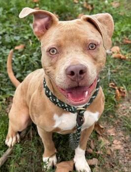 Cocoa Pie -  Pit Bull Terrier Dog for Adoption in Anderson, Indiana - Cocoa Pie | PetCurious