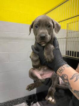 Mixed Breed Dogs Available for Adoption - Gene | PetCurious