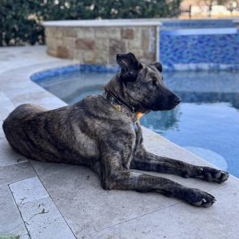 Dutch Shepherd and Mixed Breed Dogs Available for Adoption in Houston, Texas - Remy | PetCurious