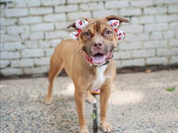 Peach Pit -  Pit Bull Terrier Dog for Adoption in New York, New York - Peach Pit | PetCurious
