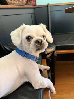 Rescue Shih Tzu Dogs for Adoption in Plymouth, Michigan - Dill (PW 1615) | PetCurious