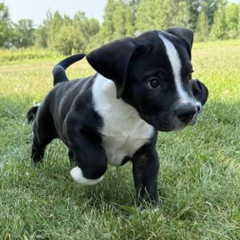 Gambit -  Beagle and Pointer Dog for Adoption in Minneapolis, Minnesota - Gambit | PetCurious