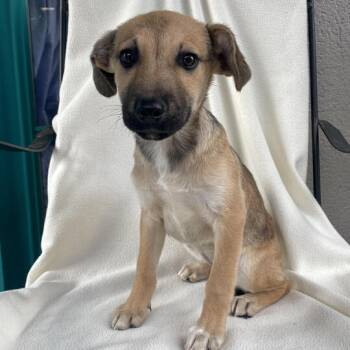 Rescue Shepherd Dogs for Adoption in Carencro, Louisiana - Gouter | PetCurious