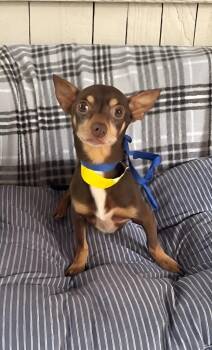 Pnin -  Chihuahua Dog for Adoption in Fort Worth, Texas - Pnin | PetCurious