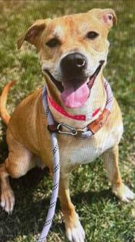 Labrador Retriever Dogs Available for Adoption in Germantown, Ohio - Linaria | PetCurious