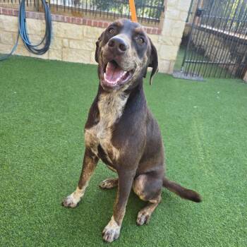 Choco is arriving to Portland -  German Shorthaired Pointer and Labrador Retriever Dog for Adoption in Redmond, Washington - Choco Is Arriving To Portland | PetCurious
