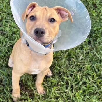 Berrie -  Shepherd and Mixed Breed Dog for Adoption - Berrie | PetCurious