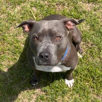 LADY VIOLET (BLUEBERRY) -  American Staffordshire Terrier Dog Available for Adoption in Lawton, Oklahoma - LADY VIOLET (BLUEBERRY) | PetCurious