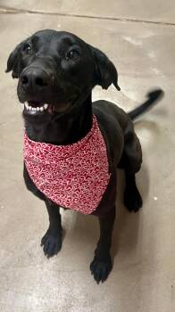 Labrador Retriever Dogs Available for Adoption - Sui | PetCurious