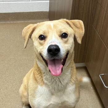 Yellow Labrador Retriever Dogs Available for Adoption in Corpus Christi, Texas - Benjamin | PetCurious