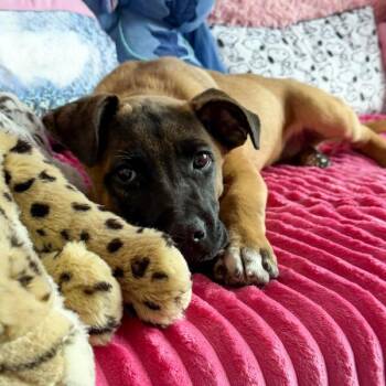 Mastiff Dogs Available for Adoption in Des Moines, Iowa - Bruno | PetCurious