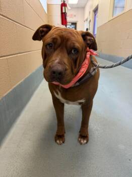Roczy -  Staffordshire Bull Terrier Dog for Adoption in Aurora, Colorado - Roczy | PetCurious
