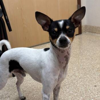 Cowboy -  Chihuahua Dog for Adoption in Reno, Nevada - Cowboy | PetCurious