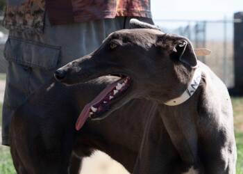 Greyhound Dogs Available for Adoption - Benny | PetCurious