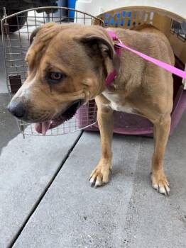 Sal -  Pit Bull Terrier and Mixed Breed Dog for Adoption in Fresno, California - Sal | PetCurious