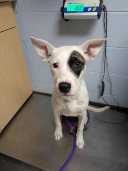 Rescue Mixed Breed Dogs for Adoption in Dekalb, Illinois - Jaeger Bomb | PetCurious