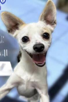 Picante -  Chihuahua Dog for Adoption in South Bend, Indiana - Picante | PetCurious