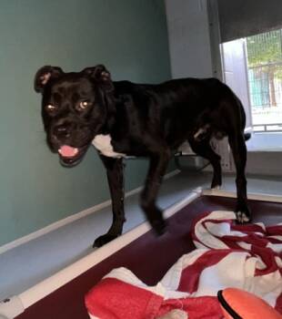 Rescue Boxer and Mixed Breed Dogs for Adoption in Cumming, Georgia - Woodrow 1024-25 | PetCurious