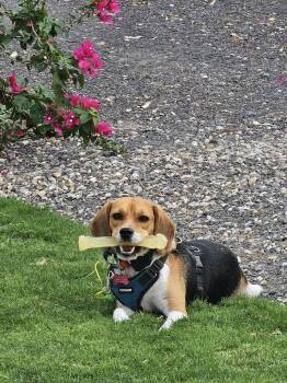 Rook -  Beagle Dog for Adoption in Las Vegas, Nevada - Rook | PetCurious