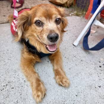 Knick Knack -  Dachshund Dog for Adoption in New York, New York - Knick Knack | PetCurious