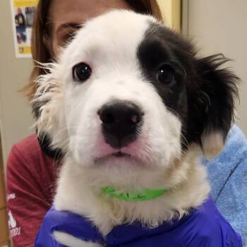 Infinity Pup: Thor -  Great Pyrenees and Mixed Breed Dog for Adoption in Falls Church, Virginia - Infinity Pup: Thor | PetCurious