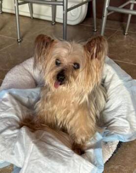 ROCKWELL -  Yorkshire Terrier Dog for Adoption in Miami, Florida - ROCKWELL | PetCurious