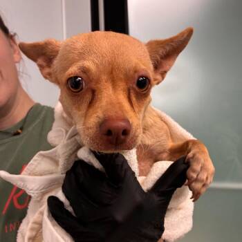 Spankie -  Chihuahua and Mixed Breed Dog for Adoption in Abilene, Texas - Spankie | PetCurious