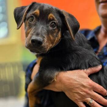 German Shepherd Dog Dogs Available for Adoption in Colonial Heights, Virginia - Cannoli | PetCurious