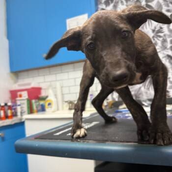 Rescue Hound and Mountain Cur Dogs for Adoption in Wahiawa, Hawaii - Jambalaya | PetCurious