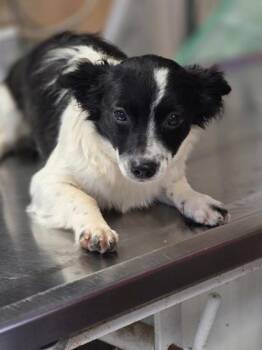 Prissy -  Terrier and Mixed Breed Dog for Adoption in Morristown, New Jersey - Prissy | PetCurious