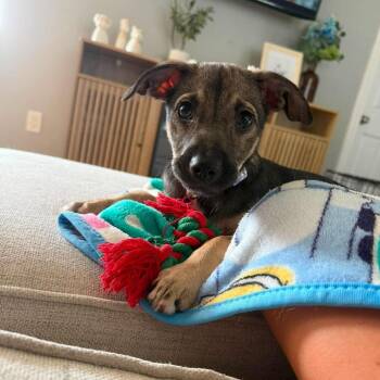 Camile -  Dachshund and Mixed Breed Dog for Adoption in Tomah, Wisconsin - Camile | PetCurious