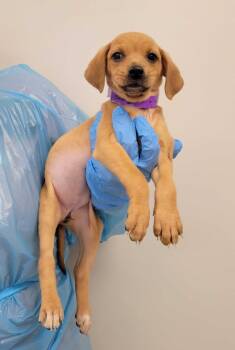 Chihuahua and Mixed Breed Dogs Available for Adoption in Chillicothe, Ohio - Sleeping Beauty | PetCurious