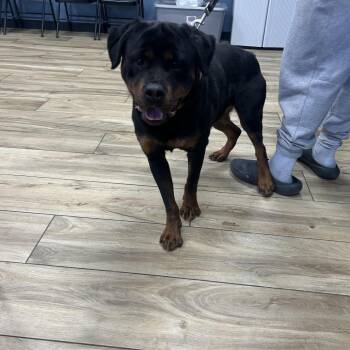 Rottweiler Dogs Available for Adoption in Newark, New Jersey - Darla | PetCurious