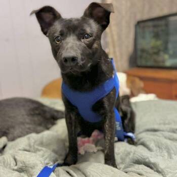 Theodore -  Mixed Breed Dog for Adoption in Georgetown, Kentucky - Theodore | PetCurious