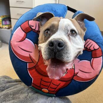 Rocky -  Staffordshire Bull Terrier and Mixed Breed Dog for Adoption in Kanab, Utah - Rocky | PetCurious