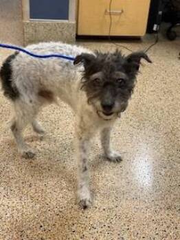 Schnauzer and Mixed Breed Dogs Available for Adoption in Doral, Florida - SCRUFFY | PetCurious