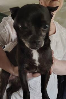 Chihuahua Dogs Available for Adoption in VERNON ROCKVL, Connecticut - Courtesy Post - Bearon | PetCurious