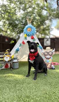 Onyx -  Black Labrador Retriever Dog for Adoption in Mico, Texas - Onyx | PetCurious
