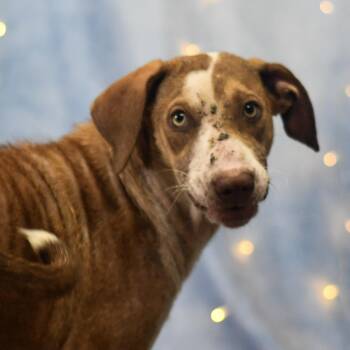 Darby -  Mixed Breed Dog for Adoption in Defuniak Springs, Florida - Darby | PetCurious