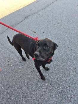 Labrador Retriever Dogs Available for Adoption - Pen 115 Sully | PetCurious
