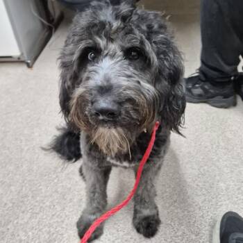 Poodle and Mixed Breed Dogs Available for Adoption in Ardmore, Oklahoma - Rupert | PetCurious