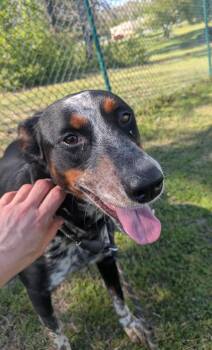 Cattle Dog and Australian Cattle Dog Blue Heeler Dogs Available for Adoption - Barbara | PetCurious