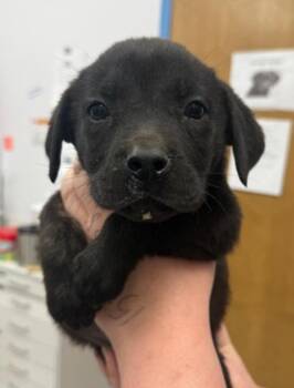 Labrador Retriever Dogs Available for Adoption in Hartsville, South Carolina - Vector (Vx4) | PetCurious