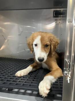 FAT PACK -  Mixed Breed Dog for Adoption in Dallas, Texas - FAT PACK | PetCurious