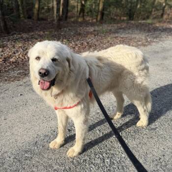 Great Pyrenees and Mixed Breed Dogs Available for Adoption - Marshmallow | PetCurious