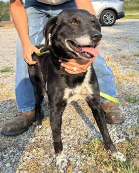 Midnight -  Black Labrador Retriever and Affenpinscher Dog for Adoption in Lake Wylie, South Carolina - Midnight | PetCurious