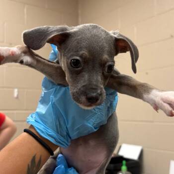 Narcissa -  Chihuahua and Mixed Breed Dog for Adoption in Birmingham, Alabama - Narcissa | PetCurious
