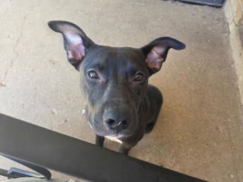 Pit Bull Terrier Dogs Available for Adoption - Rico | PetCurious